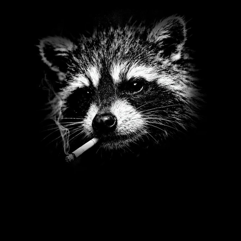 Rauchen, Zigarette, Waschbär raucht eine Zigarette