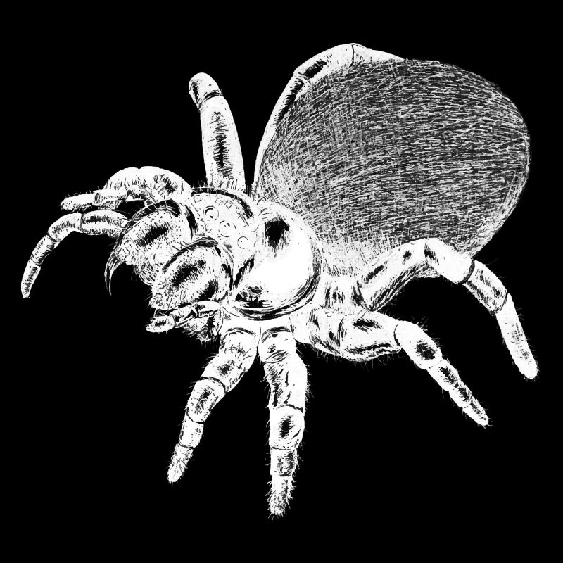 Araignée - Insecte
