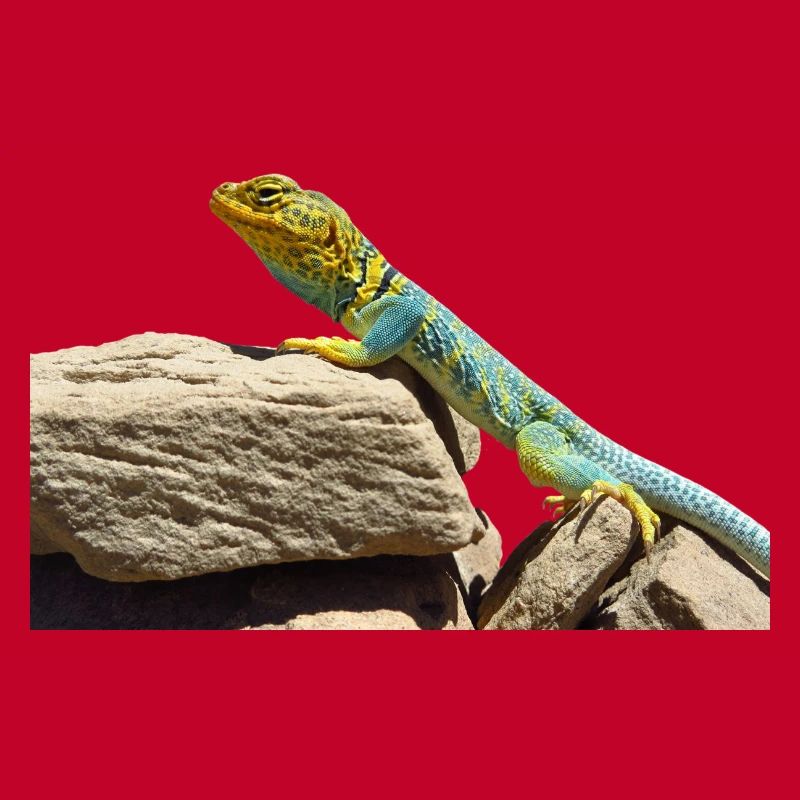 gecko lizard echse eidechse