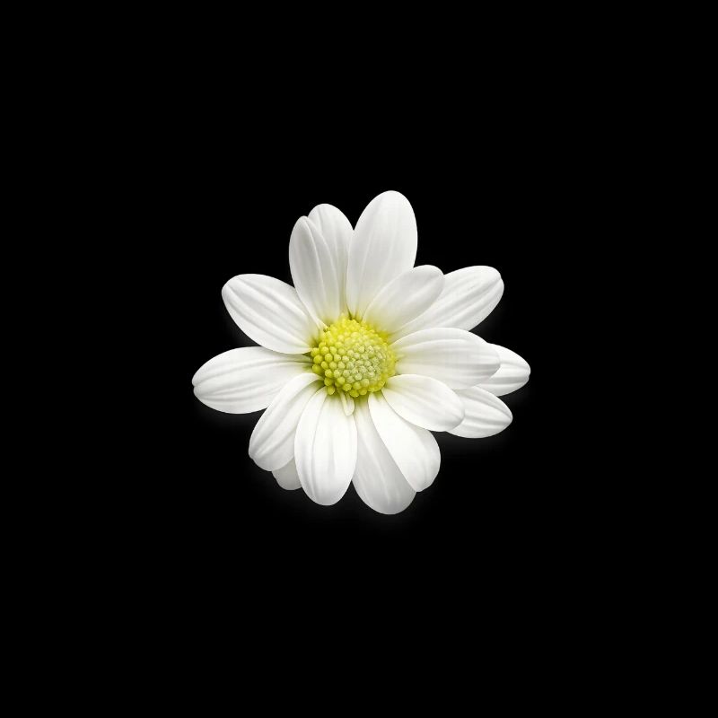 Weiße Daisy Print – Sanfte Blüten - Margeriten 