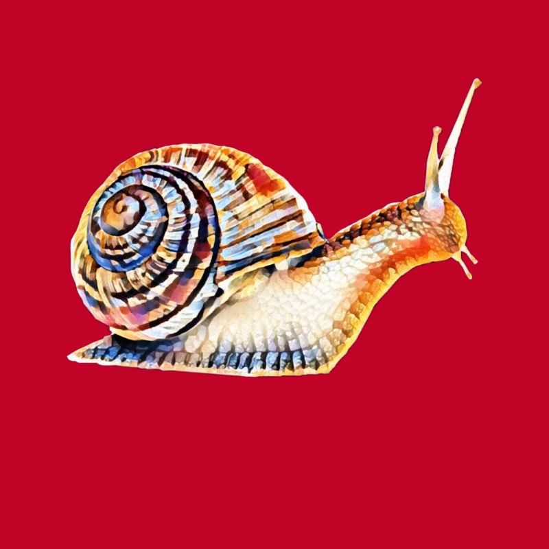 slug