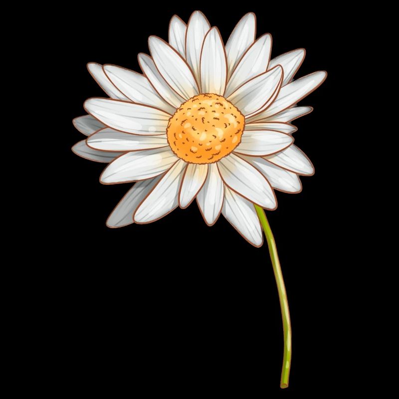 Gänseblümchen