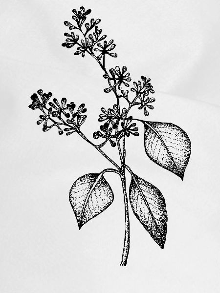 Eukalyptus