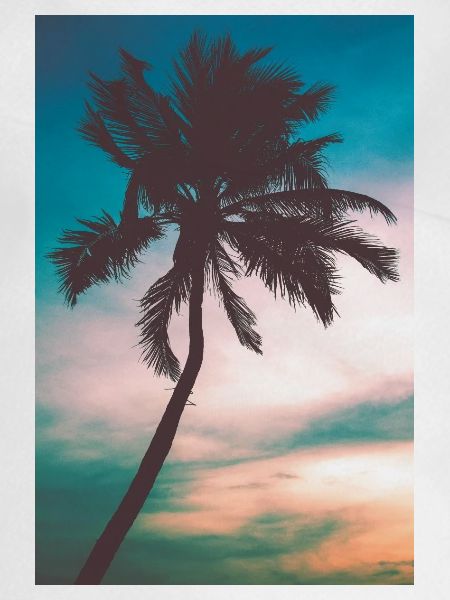 Palme