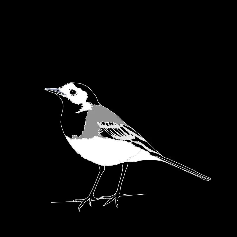 Wagtail