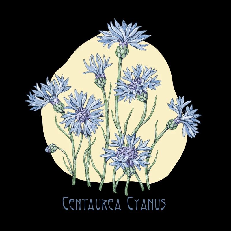cornflower, botanical drawing