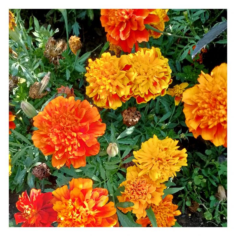 Jardin fleuri – Atmosphère colorée
