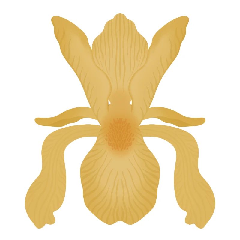Floraison d’Iris doré