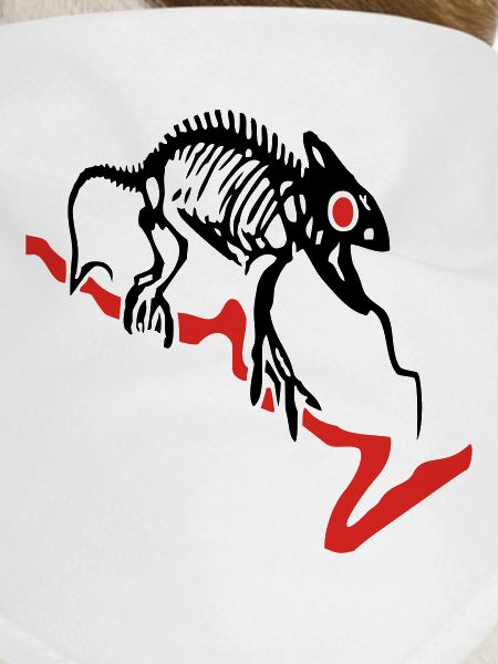 Gecko skeleton