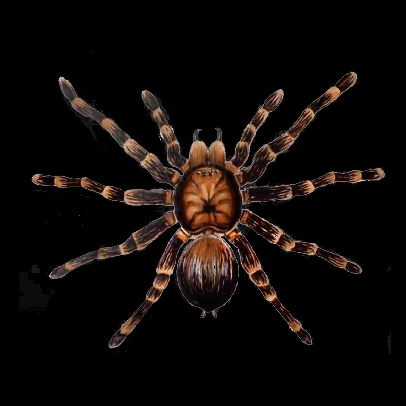 Spinne