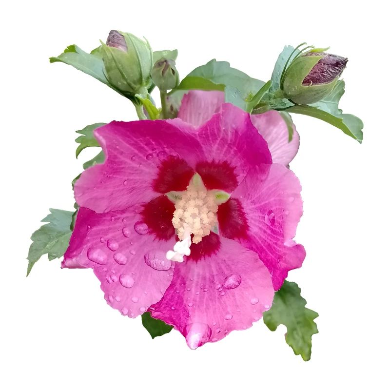 PINK HIBISCUS