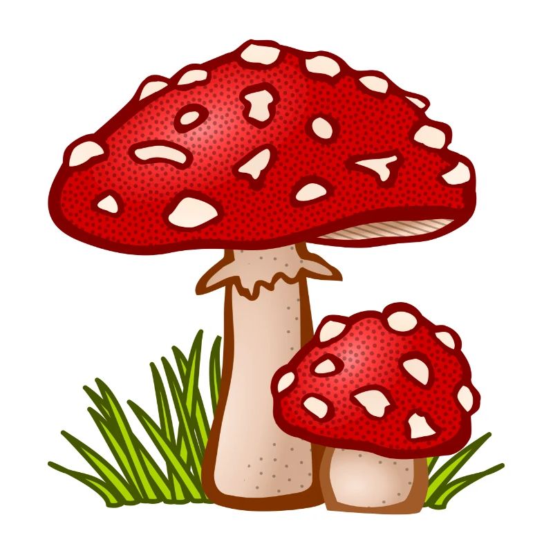 champignons champignons vegetables112 veggie veggie champignons