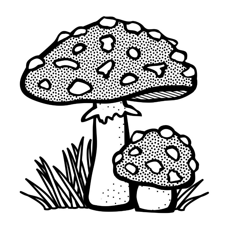 champignons champignons vegetables113 veggie veggie champignons