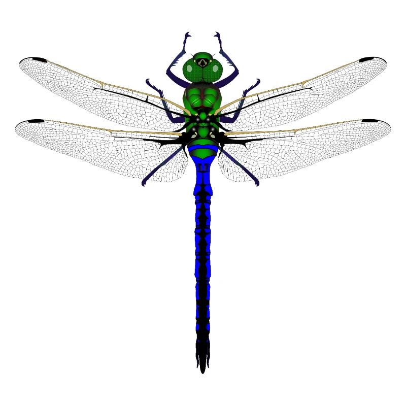 Femme de conception combinée Kybalion Libellule Néon