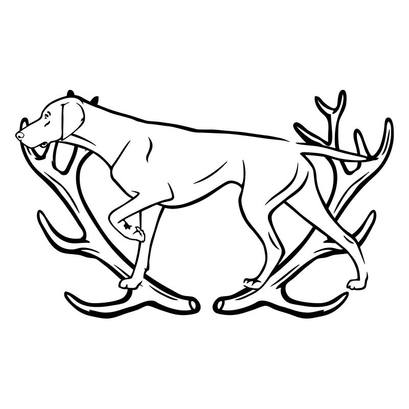 German Shorthair - Antlers