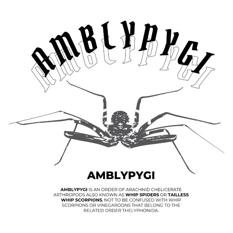 Geißelspinne - Amblypygi