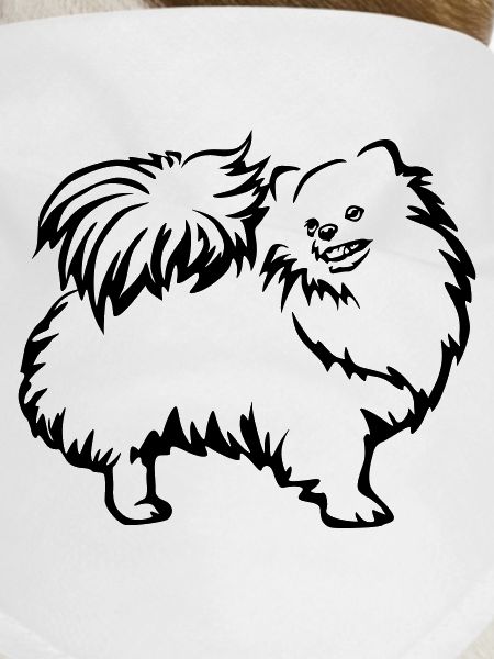 Dwarf spitz