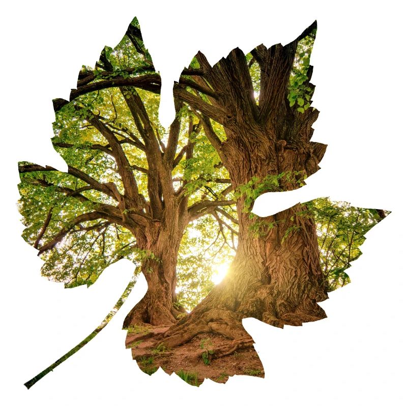 forest 24 in leaf
