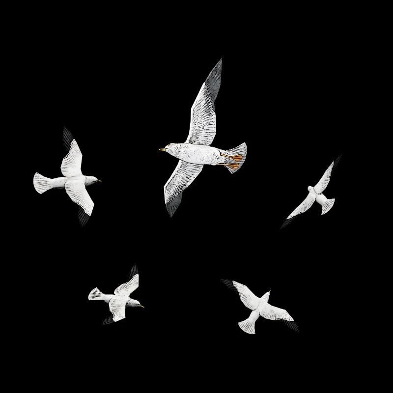 Seagulls, gulls, terns, seabirds