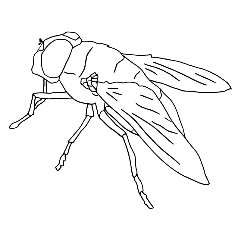 Fliege fly Riesenfliege