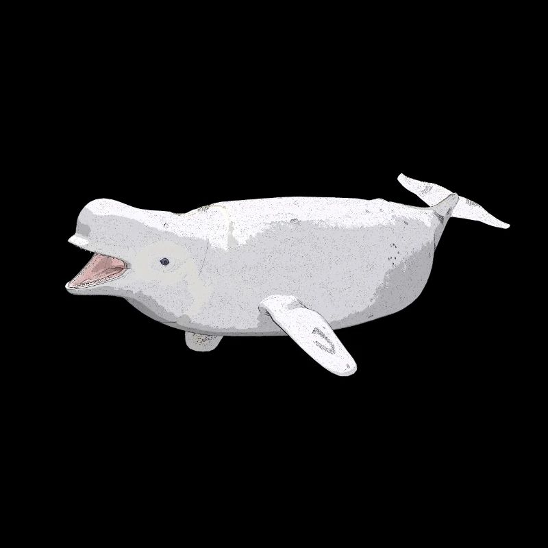 Beluga Wal, Geschenk, Geschenkidee