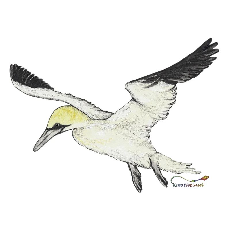 Basstölpel, ein Seevogel