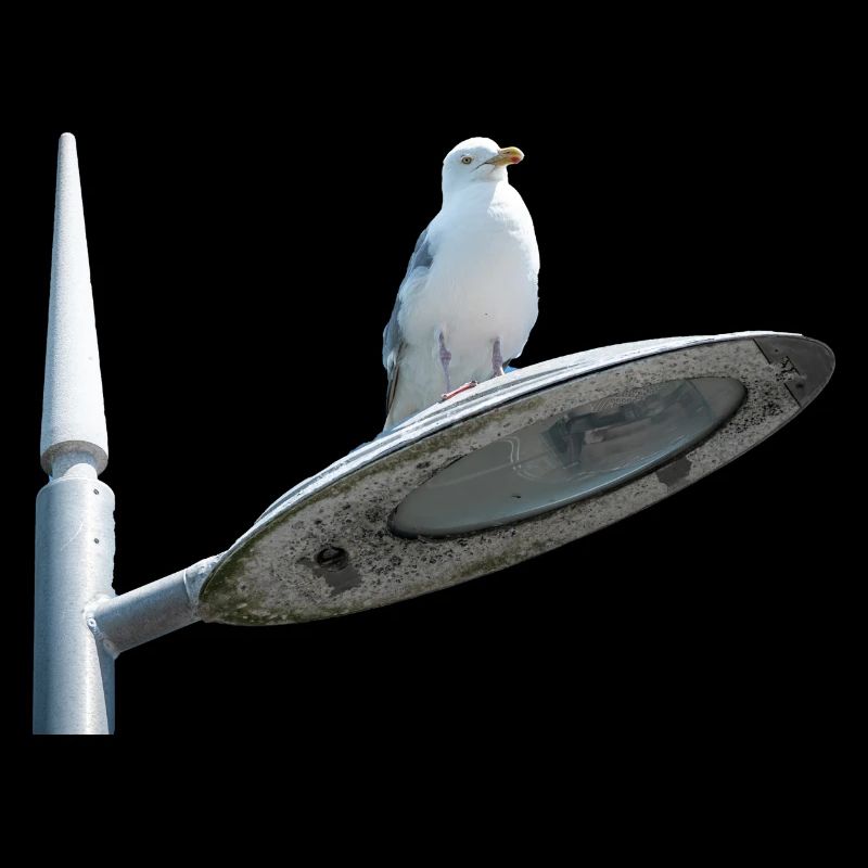 Möwe auf einer Lampe Post