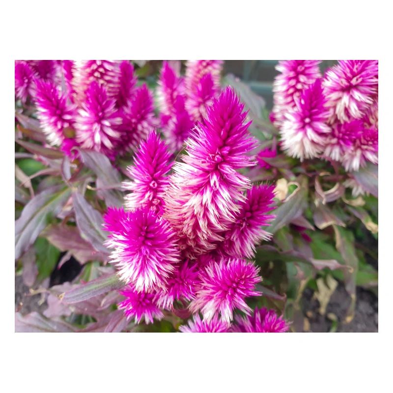 cockscomb silver cock's Celosia argentea