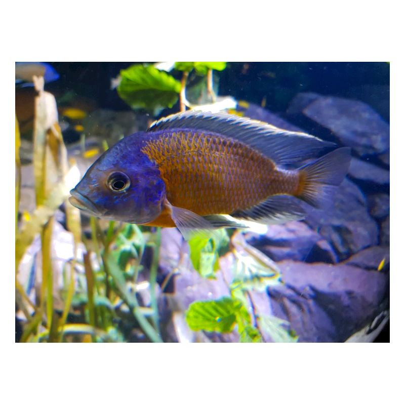Copadichromis borleyi cichlid