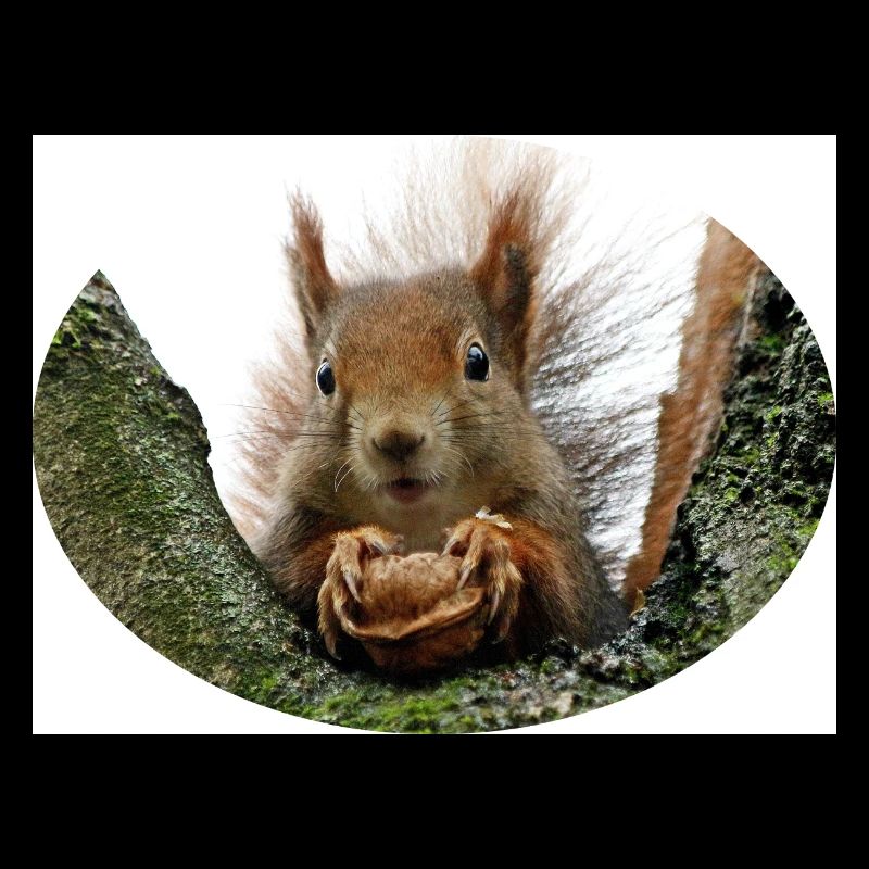 Eichhörnchen, Isibat