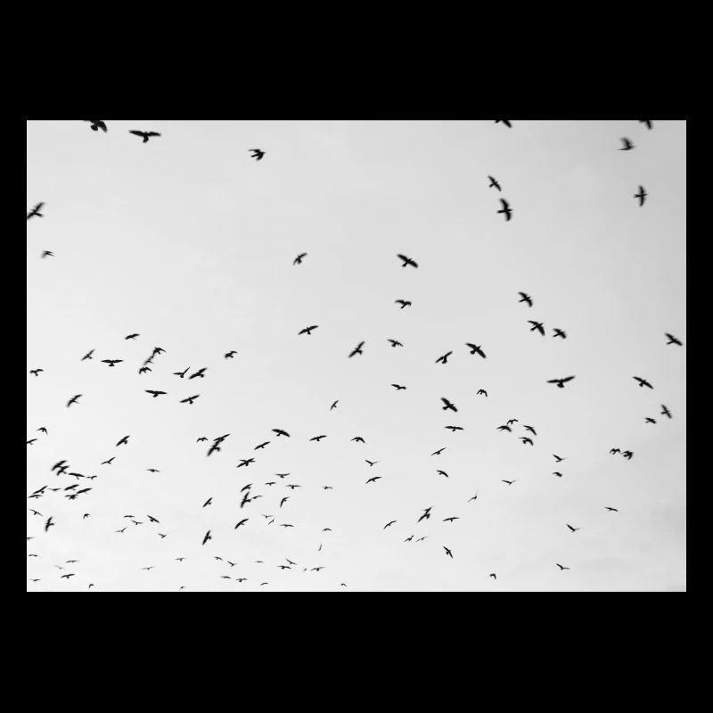 Excited crows with a cloudy sky