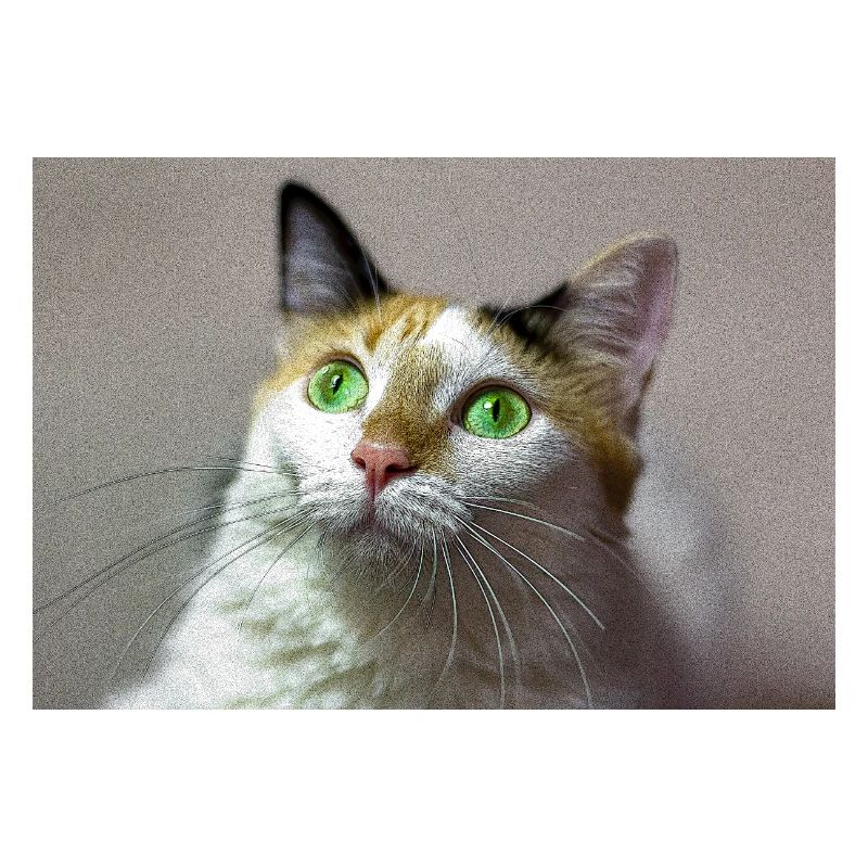 le chat au doux regard