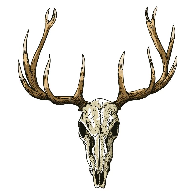 Deer skull