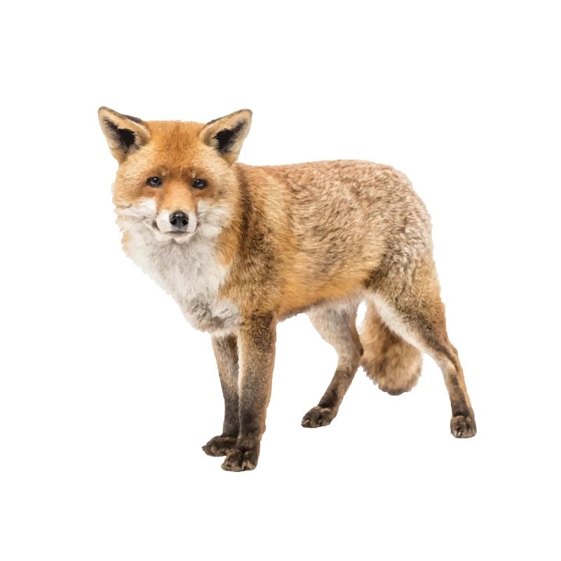 Fuchs