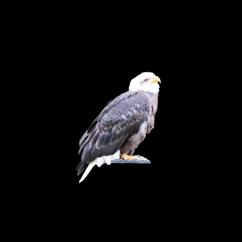 Aigle