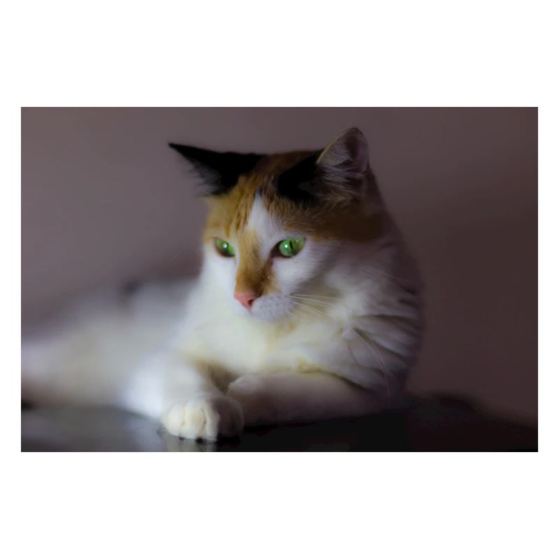 le chat au doux regard