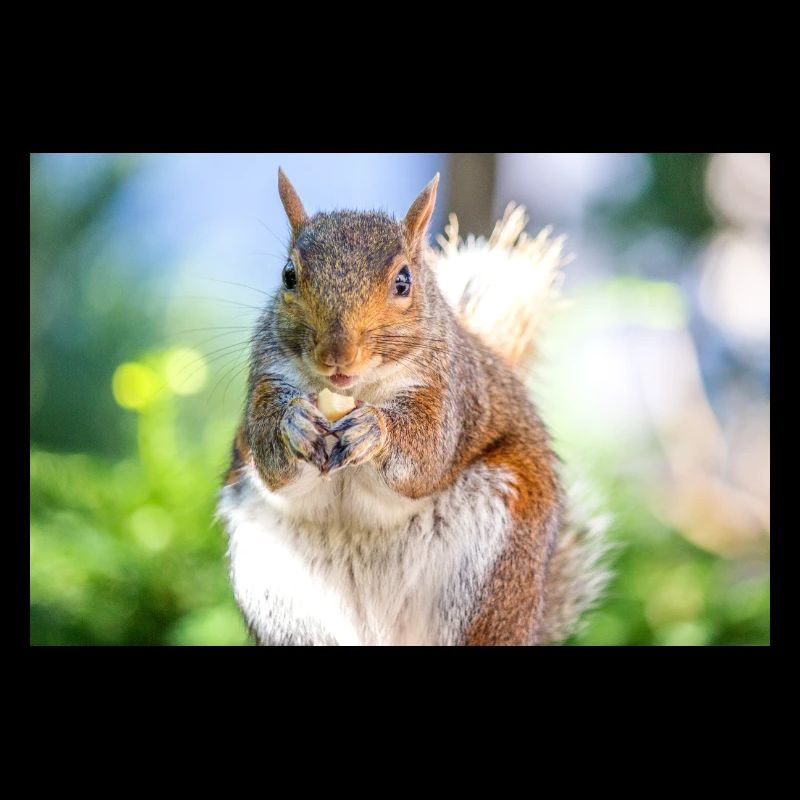 Manger l’écureuil gris Grauhörnchen