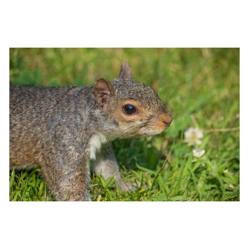 Grauhörnchen Sciurus carolinensis