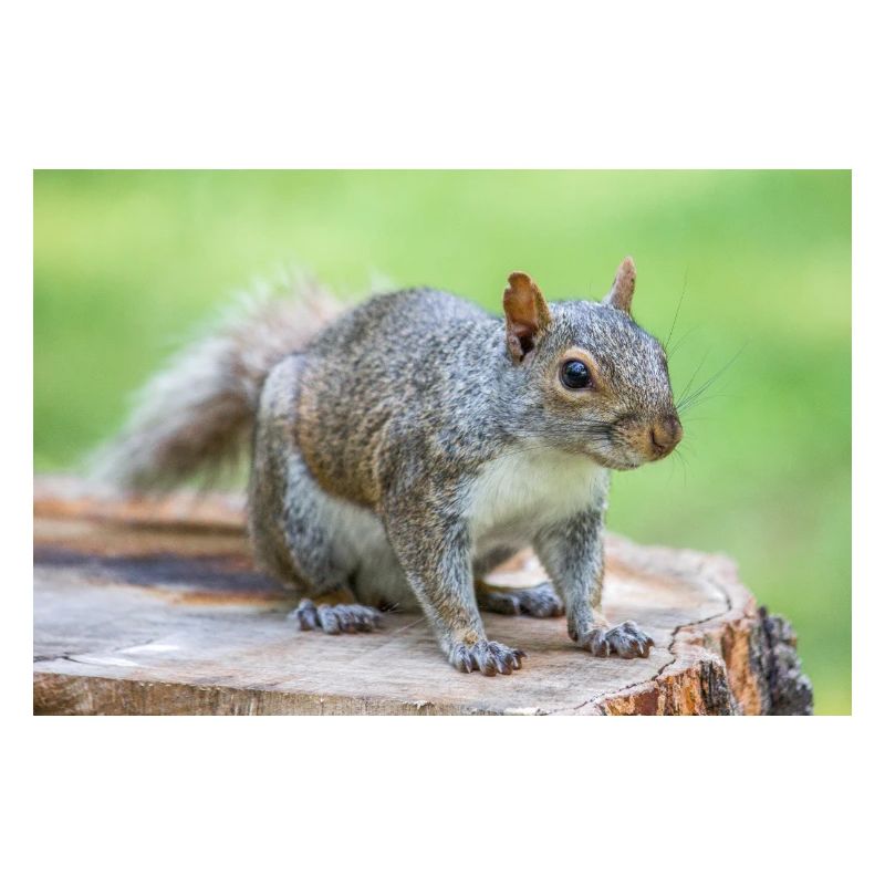 Écureuil gris Grauhörnchen Sciurus carolinensis