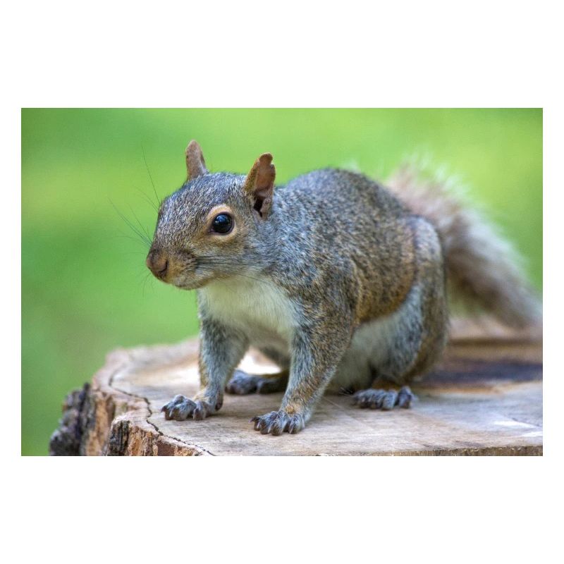 Grey squirrel Grauhörnchen Sciurus carolinensis