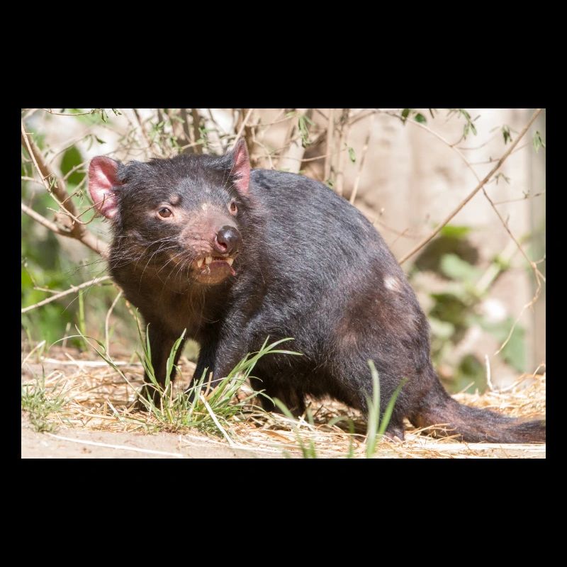 Tasmanian Devil (in german Beutelteufel)