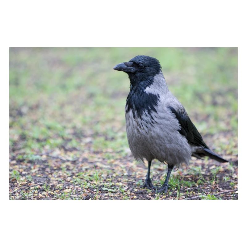 Corneille de Carrion (Aaskrähe, Corvus corone)