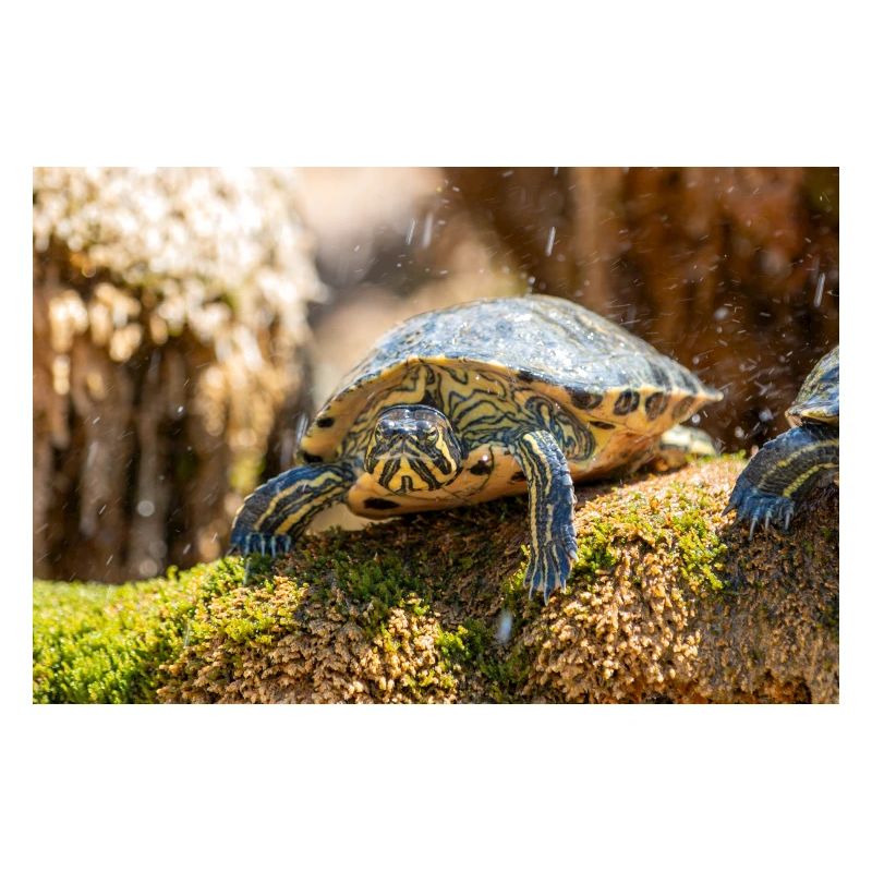 Gelbbauch-Slider Trachemys scripta scripta