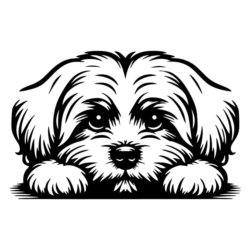 Maltese head with paws