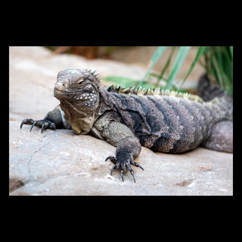 Iguane de roche de Cuba aussi iguane terrestre de Cuba