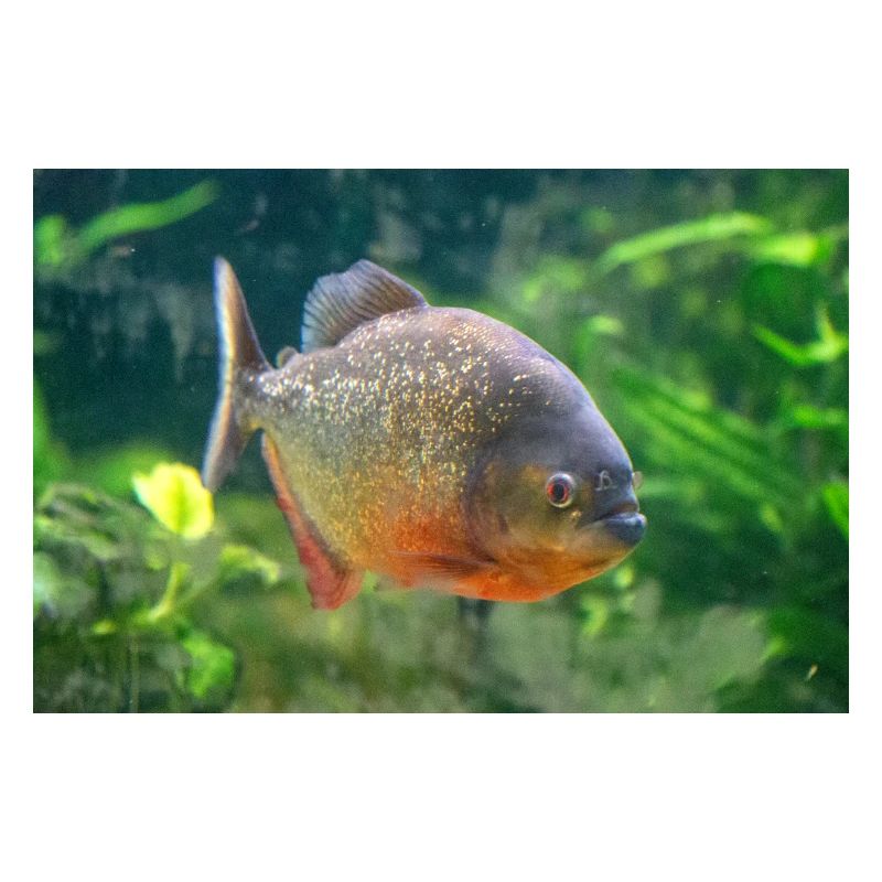 Piranha fish silver red Sharp teeth