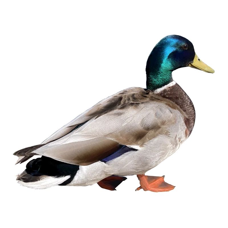 Colvert mâle
