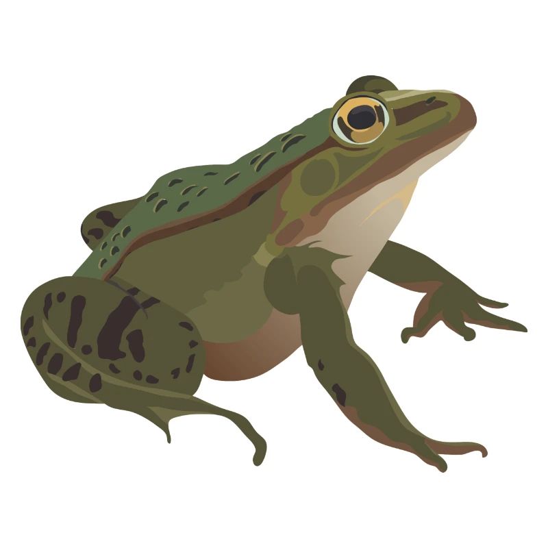Frog mister frog toad common toad tree frog idea