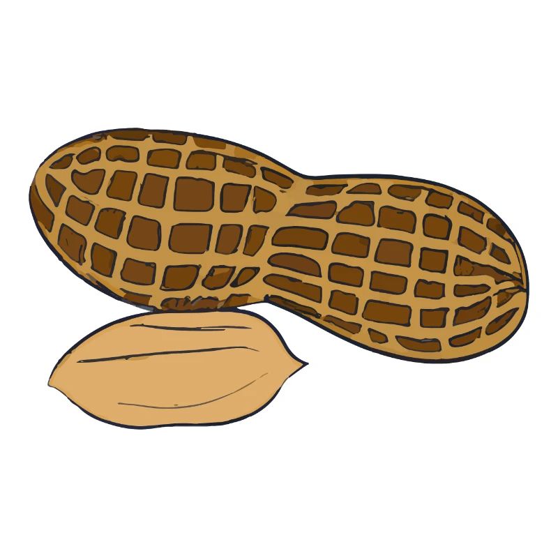 Peanut Nut Illustration