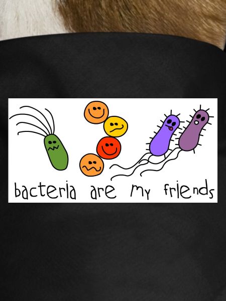 Bacteria